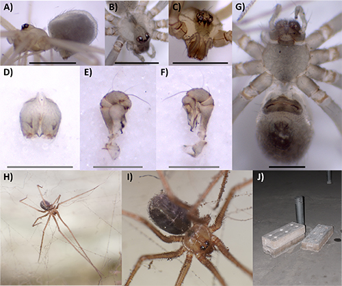 Varias imágenes muestran diferentes vistas y detalles de arañas y sus partes corporales, incluyendo vistas laterales, dorsales y primeros planos de patas y abdomen, además de una araña en su telaraña y un entorno con ladrillos y un tubo.

Descripción generada con IA