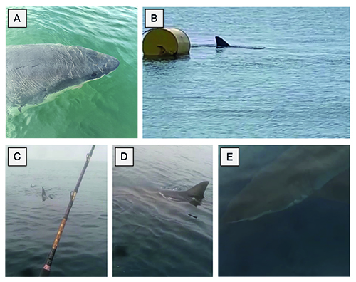 Un tiburón nadando cerca de la superficie del agua en diferentes ángulos y contextos, incluyendo uno junto a un objeto flotante amarillo y otro cerca de una caña de pescar.

Descripción generada con IA