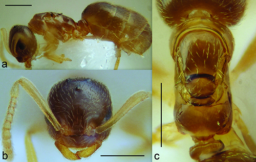 Vista microscópica de un insecto con imágenes detalladas de su perfil lateral, cabeza frontal y parte inferior del abdomen.

Descripción generada con IA