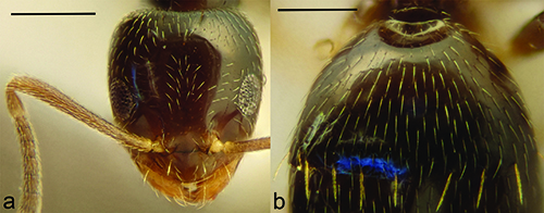 Cabeza y parte superior del tórax de un insecto con cuerpo oscuro y pelos claros visibles sobre la superficie.

Descripción generada con IA