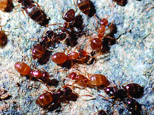 Hormigas de color marrón oscuro agrupadas sobre una superficie rugosa y grisácea.

Descripción generada con IA