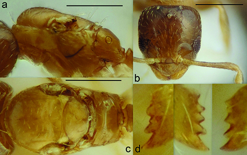 Varias vistas detalladas de un insecto pequeño con cuerpo segmentado y antenas, mostrando su cabeza, tórax y mandíbulas con estructuras dentadas.

Descripción generada con IA