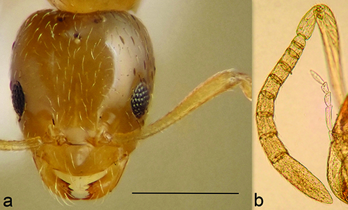 Cabeza y antenas de un insecto ampliadas en detalle con fondo neutro.

Descripción generada con IA