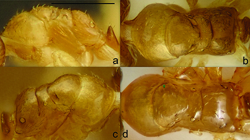 Cuatro imágenes en primer plano de diferentes ángulos de un insecto pequeño con cuerpo segmentado y color marrón claro.

Descripción generada con IA
