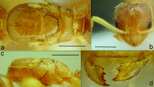 Varias vistas detalladas de un insecto pequeño con cuerpo segmentado y mandíbulas visibles en un fondo neutro.

Descripción generada con IA
