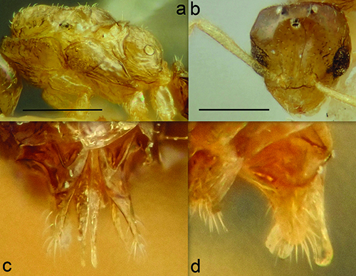 Cuatro imágenes macro muestran diferentes vistas detalladas de un insecto pequeño con cuerpo y extremidades cubiertas de vellosidades finas sobre un fondo neutro.

Descripción generada con IA
